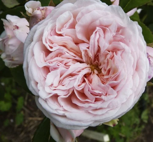 Саженцы английской пионовидной розы Клерк Роуз- фото № 1