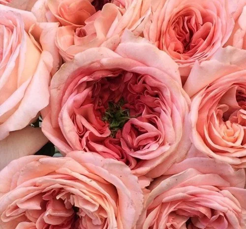 Саженцы английских пионообразных роз Лондон Ай- фото № 1