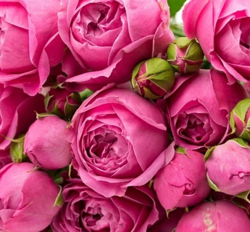 Саженцы английских пионовидных роз Мисти Баблс- фото № 1