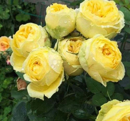 Саженцы английских пионовидных роз Каталина- фото № 1