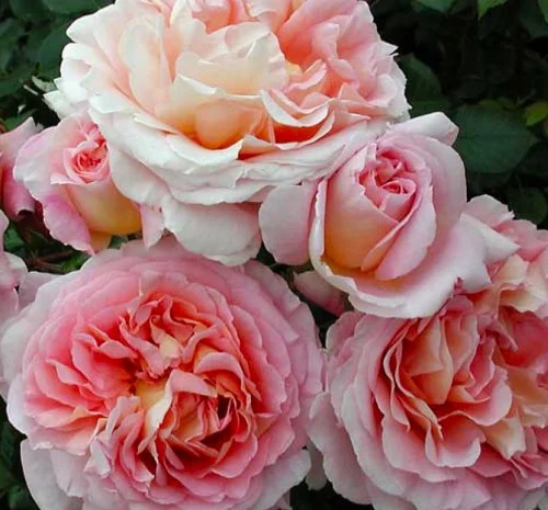 Саженцы английской пионовидной розы Абрахам Дерби- фото № 1