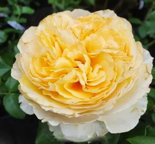 Саженцы английской пионообразной розы Беатрис- фото № 1