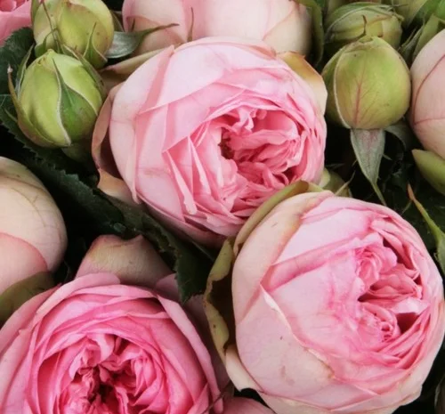 Саджанці англійської піоноподібної троянди Брайдал Піано- фото № 1