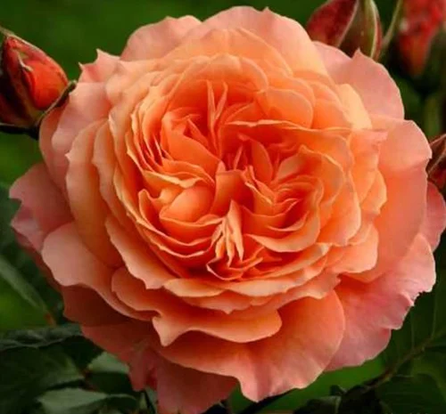 Саженцы английских пионовидных роз Ред Оранж- фото № 1