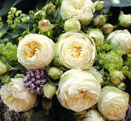 Саджанці англійської піоноподібної троянди Веддінг Піано- фото № 1