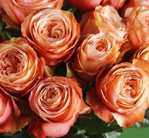 Саженцы английских пионообразных роз Кахала- фото № 1