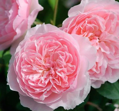 Саженцы английских пионообразных роз Визли- фото № 1