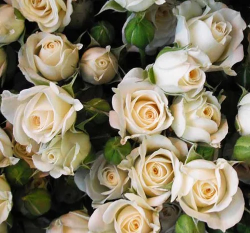 Саджанці бордюрних троянд Вайт Леді- фото № 1