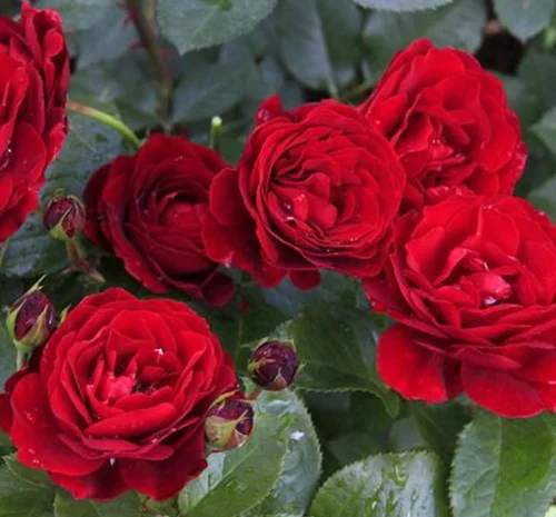 Саджанці бордюрних троянд Таманго у продажу- фото № 1