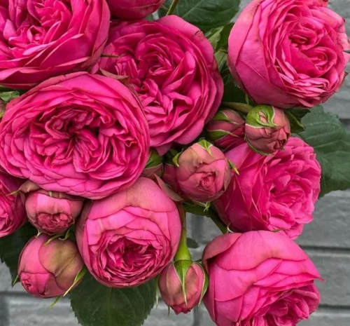 Саженцы английских пионовидных роз Пинк Пиано- фото № 1