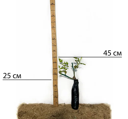 Саженцы английских пионовидных роз Пинк Пиано- фото № 2