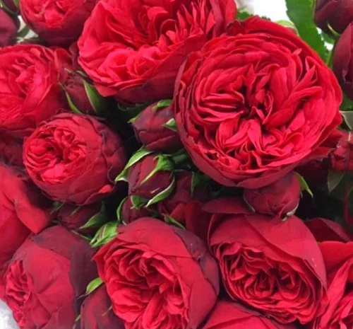 Саджанці англійських піоноподібних троянд Ред Піано- фото № 1