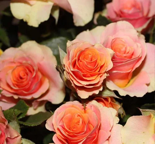 Саженцы бордюрных роз Исиз- фото № 1