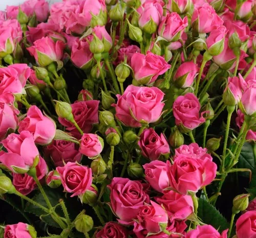 Саженцы бордюрных роз сорта Лавли Лидия- фото № 1