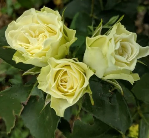 Саженцы бордюрных роз Лувиана в продаже- фото № 1