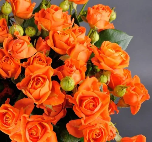 Саджанці бордюрних троянд Оранж Бебі- фото № 1