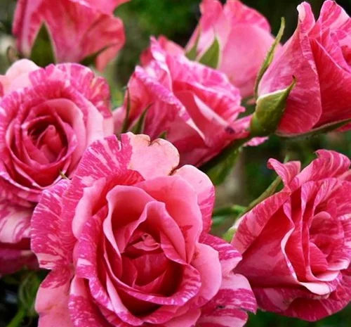 Саженцы бордюрных роз Пинк Флеш в продаже- фото № 1