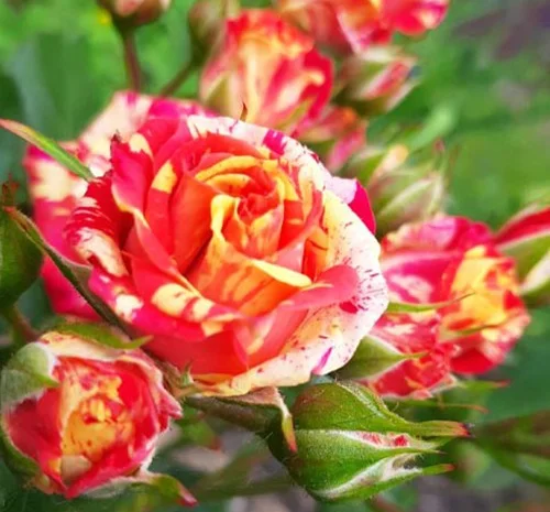 Саженцы бордюрных роз Файер Флеш- фото № 1