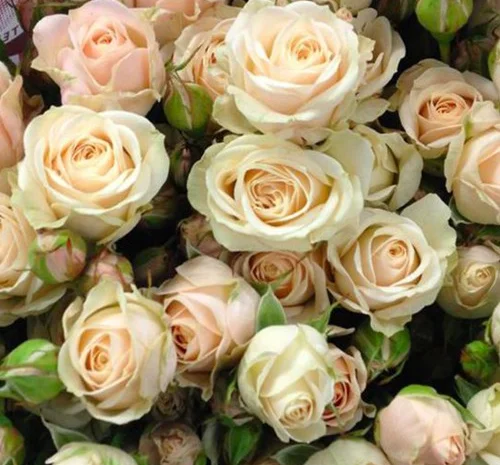 Саженцы бордюрных роз сорта Яна- фото № 1