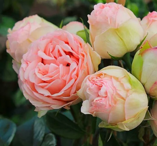 Саджанці бордюрних троянд Чармин Піано у продажу- фото № 1