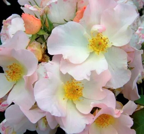 Саженцы парковых роз Салли Холмс- фото № 1