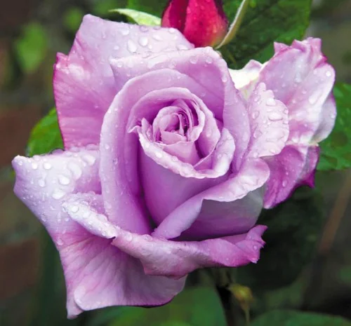 Саженцы плетистых роз Блю Леди- фото № 1