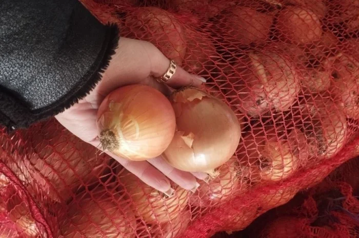 Лук репчатый- фото № 2