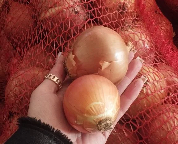 Лук репчатый жёлтый- фото № 2