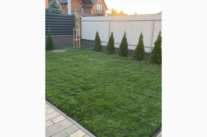 Рулонный газон Премиум 50% Мятлик луговой- фото № 2