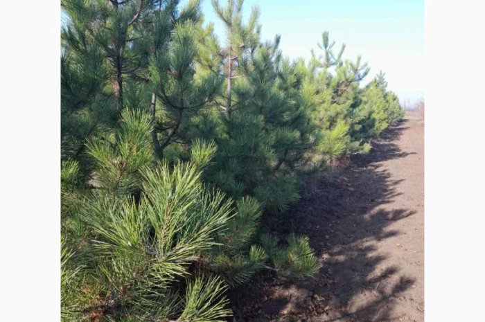 Сосна ялинка новорічна сосны елки новогодние опт купить сосну елку оптом- фото № 1