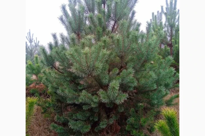 Продам Сосну- фото № 1