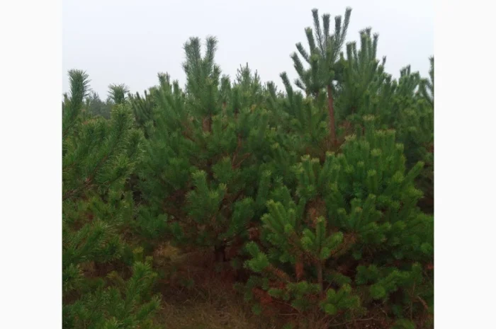 Продам Сосну- фото № 2