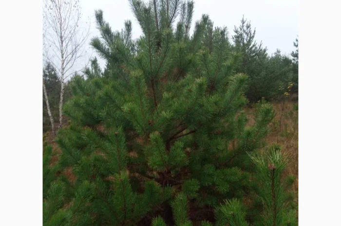 Продам Сосну- фото № 3