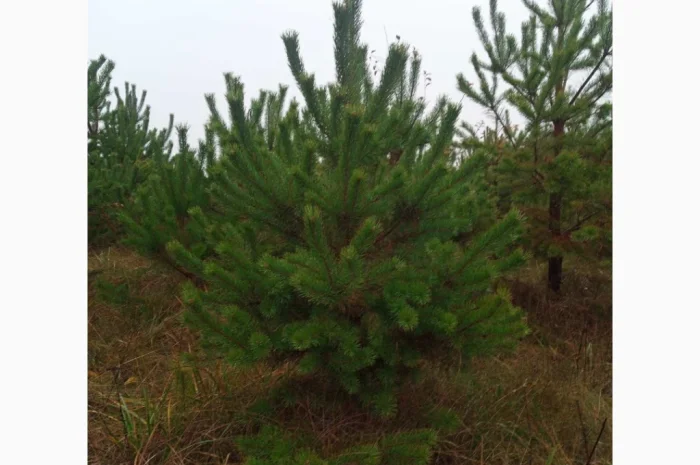 Продам Сосну- фото № 4