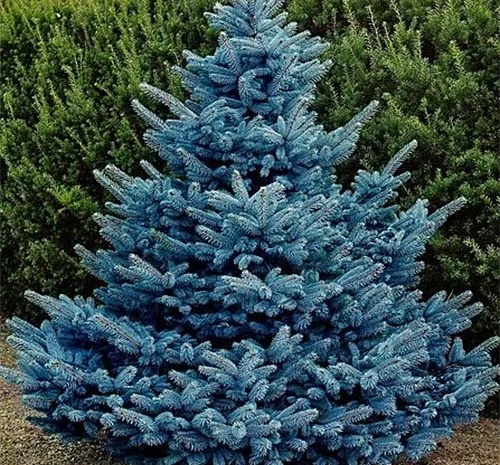 Саджанці ялинки Блакитна- фото № 1