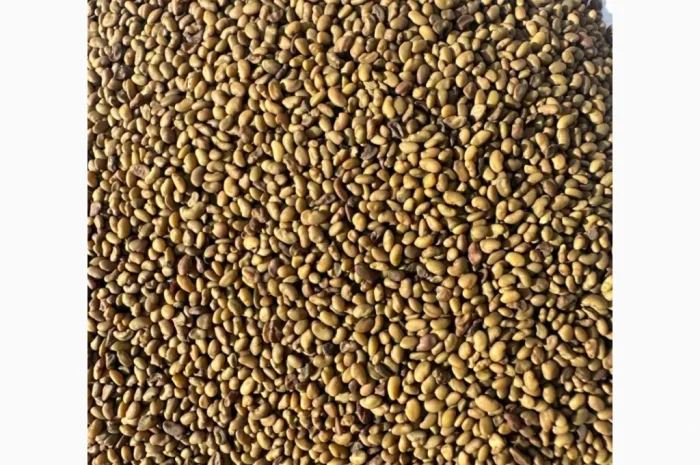 Насіння Люцерни сорту Банат- фото № 1