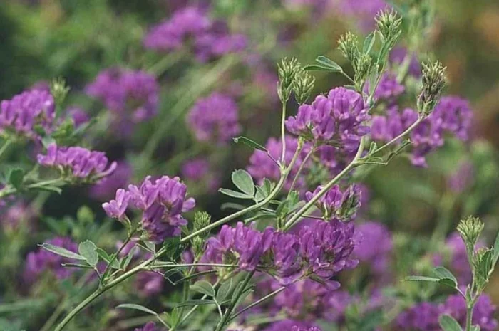 Насіння Люцерни сорту Банат- фото № 2