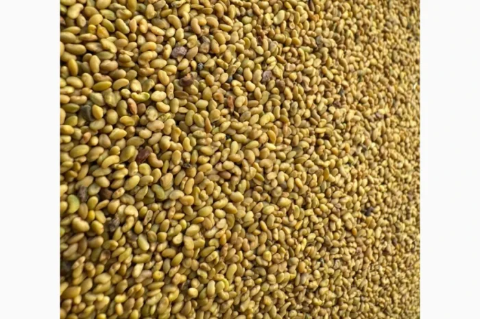 Продам насіння люцерни немагнічена та магнічена. Є об"єми- фото № 3