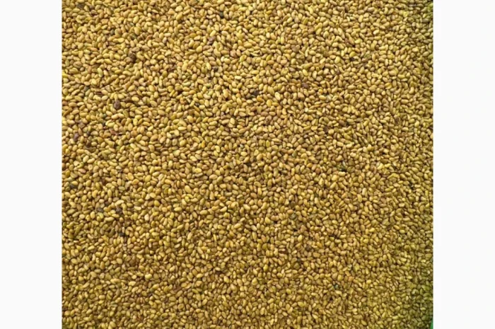 Продам насіння люцерни немагнічена та магнічена. Є об"єми- фото № 4