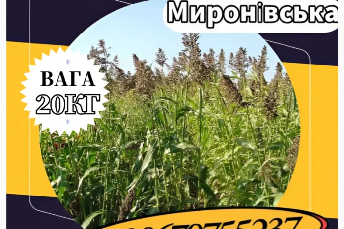 Насіння Суданки Миронівська (20 кг). Суданка- фото № 1