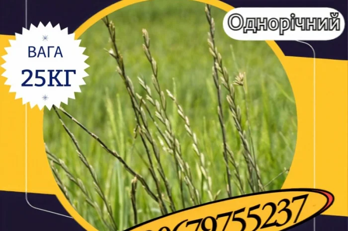 Насіння Райграсу однорічного (25 кг).Насіння кормових трав- фото № 1