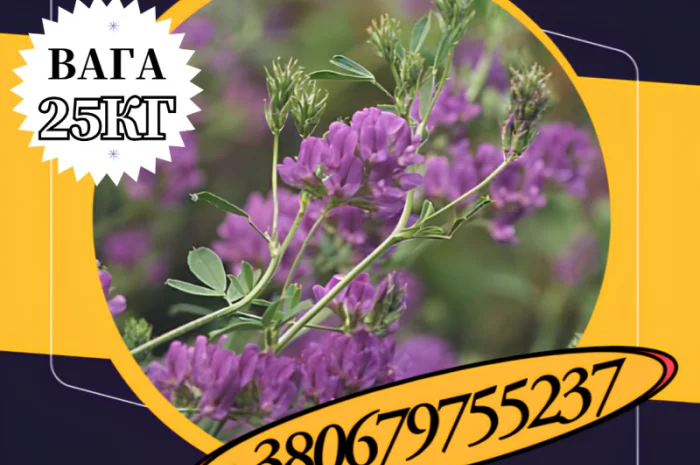 Насіння Люцерни багаторічної ( 25 кг).Насіння кормових трав- фото № 1