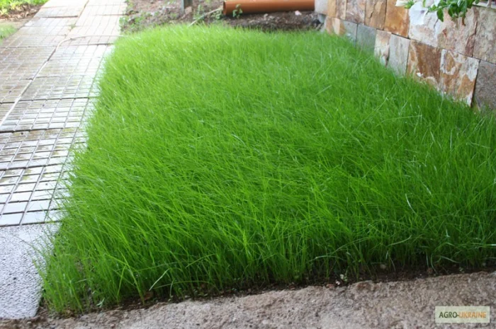 Райграс пастбищный многоукосный- фото № 1