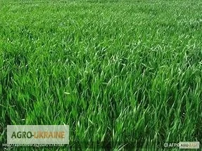 Райграс пастбищный многоукосный- фото № 2
