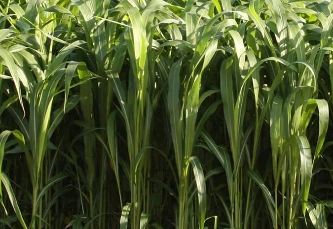 Сорго суданський гібрид Кадан 19- фото № 1