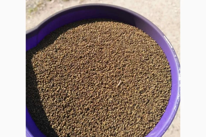 Куплю насіння люцерни- фото № 1