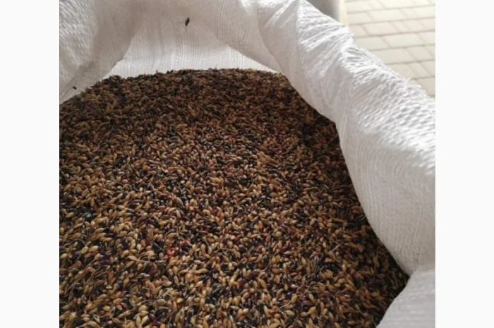 Куплю насіння суданської трави (суданки)- фото № 1