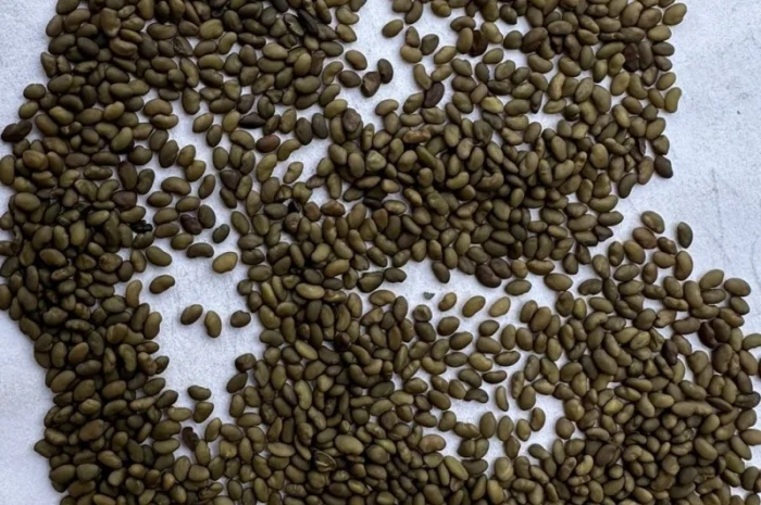 Продам оптом насіння магніченої люцерни- фото № 1