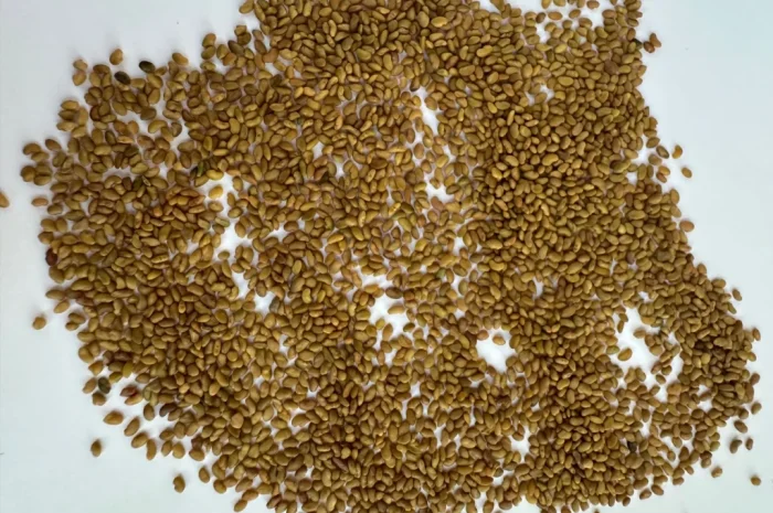 Продам оптом насіння люцерни- фото № 2