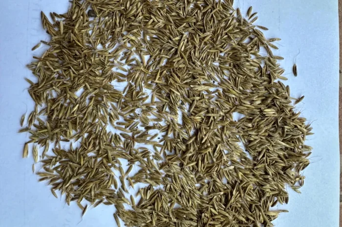 Продам оптом насіння райграсу однорічного- фото № 2